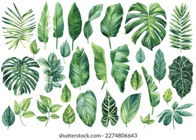 Palm leaves set, watercolor botanical painting. Jungle illustrations, monstera and banana leaf. Tropical green plant.