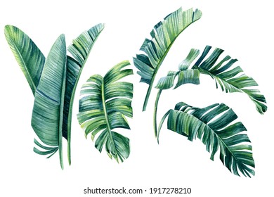 Palm leaves, summer set, watercolor botanical painting