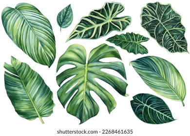 Palm leaves, Tropical plants on an isolated white background, watercolor illustration hand drawn. jungle design element.
