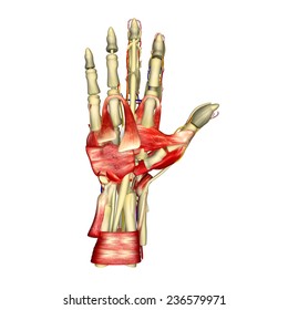 Palm Muscles Stock Illustration 236579959 | Shutterstock