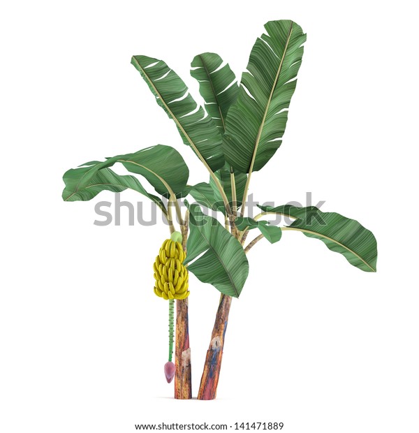 ヤシの植物の木 ムサアクミナタバナナ のイラスト素材