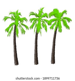Palm in three different varieties. Illustration on white background..