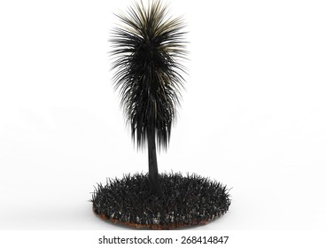 palm tree