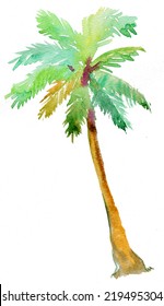 Palm Tree Isolated On White Background. Watercolor