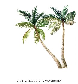 Palm tree isolated on white background. watercolor illustration