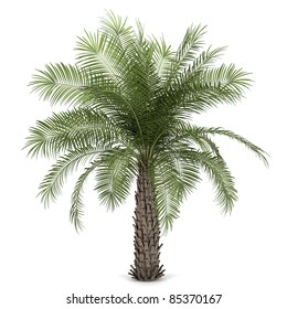 Palm Tree Isolated On White Background Stock Illustration 85370167 ...