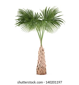 Palm Tree Isolated. Sabal Palmetto