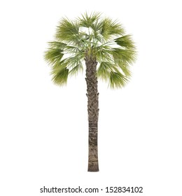 Palm tree isolated. Sabal Palmetto