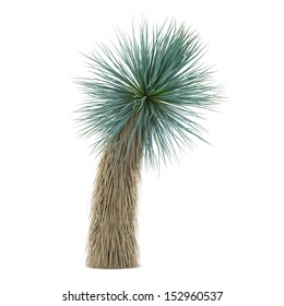 Palm Tree Isolated. Yucca Elata