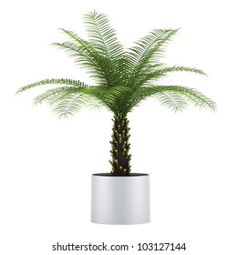 Palm Tree In Pot Isolated On White Background