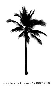 Coconut Trees On White Background Stock Photo (Edit Now) 350431064