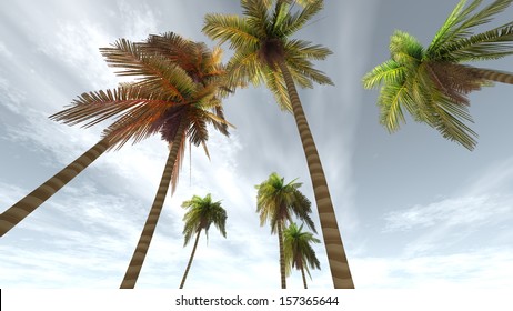 palm trees