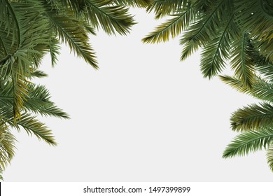 Palm trees isolated. Image useful for banners, posters or photo maipulations. 3d rendering. Illustration