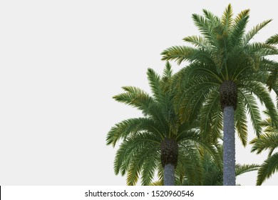 Palm Tree Png Images, Stock Photos & Vectors | Shutterstock