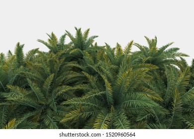 Palm Tree Png Images, Stock Photos & Vectors | Shutterstock