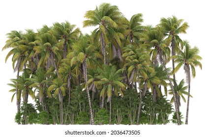Palm trees isolated on background. 3d rendering - illustration