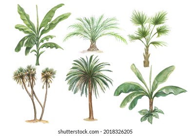 palm trees jungle plants banana palm watercolor hand drawn illustration. Patern seamless print textile vintage retro realistic style