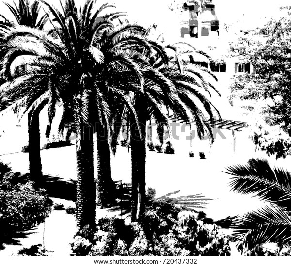 Palm Trees On Black White Background Stock Illustration
