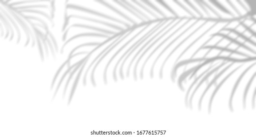 Palm Trees . Shadow Of A Palm Tree On A White Background.