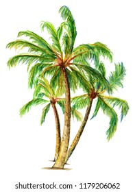 Watercolor Palm Trees Images, Stock Photos & Vectors | Shutterstock