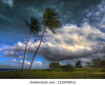 Palm Tress In Wind Varadero Cuba