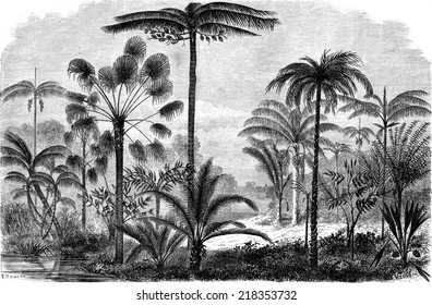 Palm Of The Ucayali Amazon, Vintage Engraved Illustration. Le Tour Du Monde, Travel Journal, (1865).