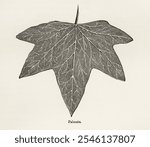 Palmata from The Ivy, a Monograph (1872). Digitally enhanced from our own original edition of by Shirley Hibberd. Vintage ivy leaf illustration, art drawing, old ivy leaf illustration, art print.