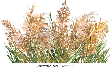 Pampas Grass Frame / Border Watercolor Hand Painted Isolated On White Background. 