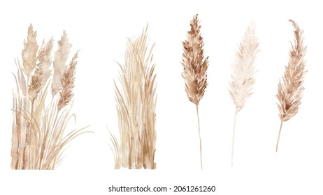 Pampas grass set painted in watercolor. Boho floral neutral colors frame, border. Botanical boho elements isolated on white. Bohemian style wedding invitation, greeting, card, stickers, scrapbooking