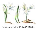 Pancratium maritimum or Sharon