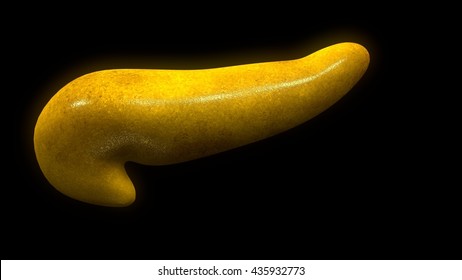 Pancreas 3d Illustration