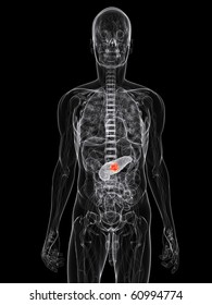 Pancreas Cancer