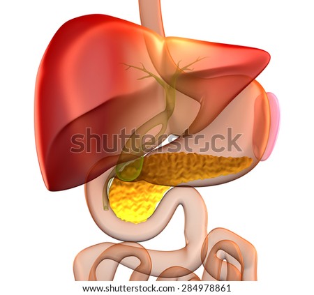 Pancreas Cross Section Real Human Anatomy Stock Illustration 284978861 ...