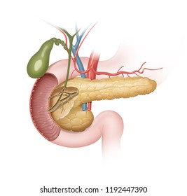 Pancreas, Gallbladder And Duodenum Location