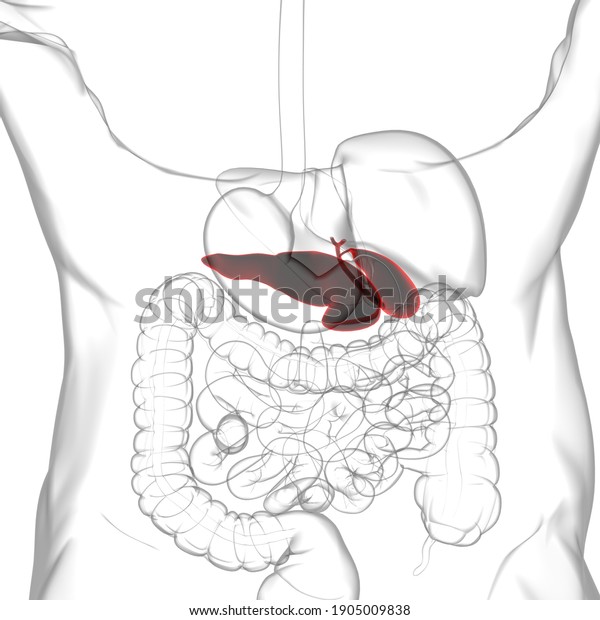 Pancreas Human Digestive System Anatomy Medical Stock Illustration 