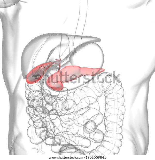 Pancreas Human Digestive System Anatomy Medical Stock Illustration ...