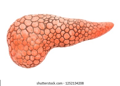 Pancreas Human Organ, 3D Rendering Isolated On White Background