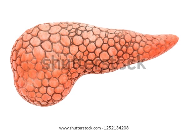 白い背景に膵臓の人間の臓器 3dレンダリング のイラスト素材
