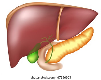 Pancreas, Liver, Duodenum And Gall Bladder.