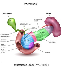 Pancreas parts and surrounding organs, gallbladder, small intestine and spleen detailed illustration with description. Beautiful colorful design.