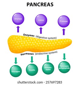 Pancreas Physiology. secretory function. Enzymes: amylase, lipase, protease (digestive system) and Hormones: pancreatic polypeptide, somatostatin, insulin, glucagon (endocrine system). Human anatomy