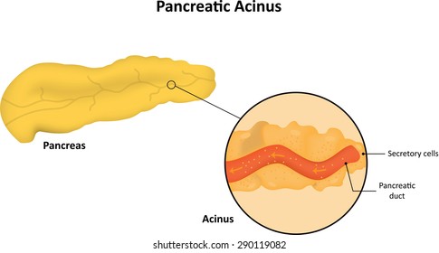 Acinus High Res Stock Images Shutterstock