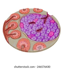 Pancreatic gland