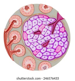 Pancreatic gland