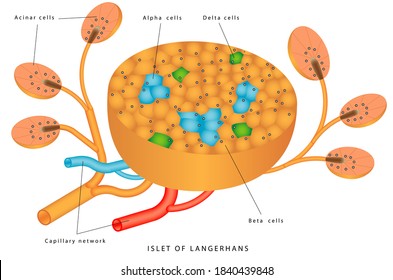 Pancreatic islet. The islets of Langerhans are responsible for the endocrine function of the pancreas. Each islet contains beta, alpha, delta cells that are responsible for the secretion of a hormones