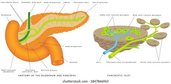 Pancreaticobiliary System. Structure and Function of the Pancreaticobiliary System. Pancreas and duodenum location. The islets of Langerhans are responsible for endocrine function of pancreas
