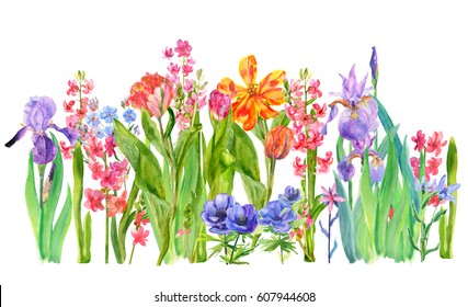 Panoramic view of garden flowers: red tulips, pink hyacinth, blue iris, spring blossom, white background horizontal, watercolor painting, botanical illustration, close-up, vintage
