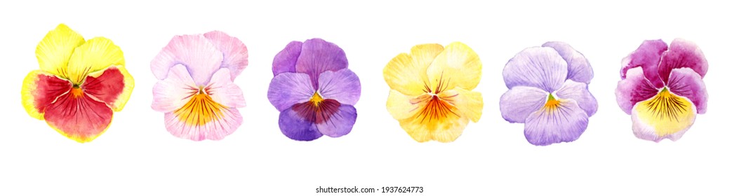 pansy flowers drawing by watercolor, hand drawn illustration