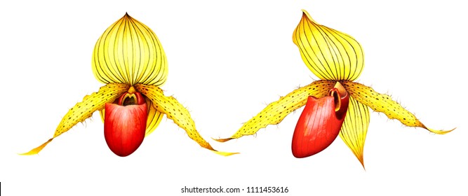 Paphiopedilum orchids isolated on white background. Watercolor illustration of exotic tropical flowers.