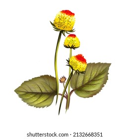 Paracress Yellow Flowers Acmella Oleracea With Green Leaves, Hand Drawn Watercolor Illustration. Oothache Plant, Paracress Extract, Sichuan Buttons, Buzz Buttons, Tingflowers And Electric Daisy